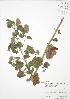  ( - RBG-Blitz 005)  @11 [ ] Copyright (2009) Unspecified University of Guelph BIO Herbarium