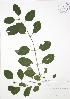  (Rhamnus cathartica - RBG-Blitz 008)  @11 [ ] Copyright (2009) Unspecified University of Guelph BIO Herbarium