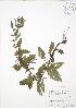  (Lycopus uniflorus - RBG-Blitz 028)  @11 [ ] Copyright (2009) Unspecified University of Guelph BIO Herbarium