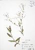  ( - RBG-Blitz 031)  @11 [ ] Copyright (2009) Unspecified University of Guelph BIO Herbarium
