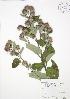  ( - RBG-Blitz 001)  @11 [ ] Copyright (2009) Unspecified University of Guelph BIO Herbarium