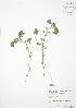  (Malva neglecta - RBG-Blitz 002)  @11 [ ] Copyright (2009) Unspecified University of Guelph BIO Herbarium