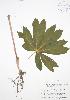  (Berberoideae - RBG 031)  @11 [ ] Copyright (2009) Unspecified University of Guelph BIO Herbarium