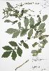  ( - RBG 153)  @11 [ ] Copyright (2009) Unspecified University of Guelph BIO Herbarium