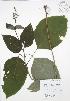  ( - RBG 154)  @11 [ ] Copyright (2009) Unspecified University of Guelph BIO Herbarium