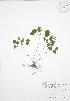  (Anemonella - RBG 026)  @11 [ ] Copyright (2009) Unspecified University of Guelph BIO Herbarium