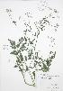  (Torilis japonica - RBG 129)  @11 [ ] Copyright (2009) Unspecified University of Guelph BIO Herbarium