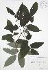  (Sambucus racemosa - RBG-Blitz 056)  @11 [ ] Copyright (2009) Unspecified University of Guelph BIO Herbarium