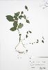  (Vinca minor - RBG-Blitz 062)  @11 [ ] Copyright (2009) Unspecified University of Guelph BIO Herbarium