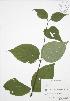  (Cornus rugosa - RBG-Blitz 033)  @11 [ ] Copyright (2009) Unspecified University of Guelph BIO Herbarium