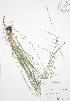  (Carex rosea - RBG-Blitz 034)  @11 [ ] Copyright (2009) Unspecified University of Guelph BIO Herbarium