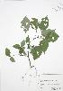  ( - RBG-Blitz 052)  @11 [ ] Copyright (2009) Unspecified University of Guelph BIO Herbarium
