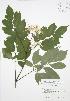  ( - RBG 097)  @11 [ ] Copyright (2009) Unspecified University of Guelph BIO Herbarium