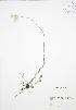  (Antennaria neglecta petaloidea - RBG 058)  @13 [ ] Copyright (2009) Unspecified University of Guelph BIO Herbarium