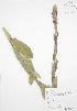  (Verbascum thapsus - RBG 149)  @11 [ ] Copyright (2009) Unspecified University of Guelph BIO Herbarium