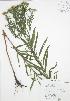  ( - RBG 178)  @11 [ ] Copyright (2009) Unspecified University of Guelph BIO Herbarium