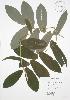  (Uvularia perfoliata - RBG 122)  @11 [ ] Copyright (2009) Unspecified University of Guelph BIO Herbarium