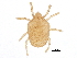  (Calyptostomatidae - BIOUG07905-G02)  @15 [ ] CreativeCommons - Attribution (2014) CBG Photography Group Centre for Biodiversity Genomics
