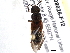  (Platydracus cinnamopterus - BIOUG08026-F12)  @14 [ ] CreativeCommons - Attribution (2014) CBG Photography Group Centre for Biodiversity Genomics