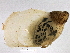  (Radix auricularia - BIOUG07961-G07)  @14 [ ] CreativeCommons - Attribution (2013) CBG Photography Group Centre for Biodiversity Genomics