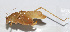  (Ducetia sp. 11 - 20150914019)  @13 [ ] CreativeCommons - Attribution (2010) Zhi-Jun Zhou Centre for Biodiversity Genomics