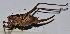  (Atlanticus sp. 7 - 201513-6C)  @12 [ ] CreativeCommons - Attribution (2010) Zhi-Jun Zhou Centre for Biodiversity Genomics