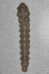 (Coptodisca magnella - CCDB-46114-H10)  @11 [ ] CC-BY-NC-SA (2024) Steven Whitebread private