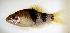  (Puntius fasciatus - RC0021)  @14 [ ] CreativeCommons - Attribution No Derivatives (2011) Rupert A. Collins Bio-Protection Research Centre, PO Box 84, Lincoln University 7647, Canterbury, New Zealand.
