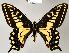  (Papilio zelicaon - CSG21539 C BC)  @16 [ ] Unspecified (default): All Rights Reserved  Unspecified Unspecified