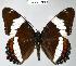  (Limenitis arthemis - CSG21560 NE BC)  @15 [ ] Unspecified (default): All Rights Reserved  Unspecified Unspecified