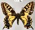  (Papilionidae - CSG21613 NE BC)  @16 [ ] Unspecified (default): All Rights Reserved  Unspecified Unspecified