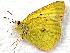  (Colias eriphyle - 610NK-2874.5)  @14 [ ] Unspecified (default): All Rights Reserved  Unspecified Unspecified