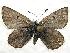  (Plebejus aquilo - 610NK-JH12)  @13 [ ] Unspecified (default): All Rights Reserved  Unspecified Unspecified
