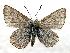  (Plebejus aquilo - 610NK-JH6)  @13 [ ] Unspecified (default): All Rights Reserved  Unspecified Unspecified