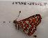  (Euphydryas colon paradoxa - 247NK-DTL03.5)  @13 [ ] Unspecified (default): All Rights Reserved  Unspecified Unspecified