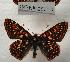  (Euphydryas anicia - 247NK-2571.3)  @15 [ ] Unspecified (default): All Rights Reserved  Unspecified Unspecified