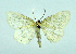  (Gueneria similaria - DH000579)  @14 [ ] CreativeCommons - Attribution (2010) Unspecified Centre for Biodiversity Genomics