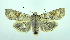  (Lithophane bethunei - DH002600)  @14 [ ] CreativeCommons - Attribution (2010) Unspecified Centre for Biodiversity Genomics
