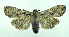  (Lithophane disposita - DH002670)  @14 [ ] CreativeCommons - Attribution (2010) Unspecified Centre for Biodiversity Genomics
