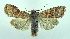  (Lithophane semiusta - DH004183)  @13 [ ] CreativeCommons - Attribution (2010) Unspecified Centre for Biodiversity Genomics