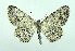  (Protoboarmia porcelaria - DH007266)  @14 [ ] CreativeCommons - Attribution (2010) Unspecified Centre for Biodiversity Genomics