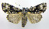  (Acronicta superans - DH004870)  @14 [ ] CreativeCommons - Attribution (2010) Unspecified Centre for Biodiversity Genomics
