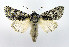  (Acronicta impressa - DH050275)  @15 [ ] CreativeCommons - Attribution (2010) Unspecified Centre for Biodiversity Genomics