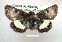  (Heliothis borealis - UASM41232)  @14 [ ] Unspecified (default): All Rights Reserved  Unspecified Unspecified