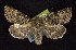  (Lasionycta discolor - CNCNoctuoidea6622)  @14 [ ] Unspecified (default): All Rights Reserved  Unspecified Unspecified