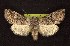  (Brachylomia pallida - CNCNoctuoidea6716)  @15 [ ] Unspecified (default): All Rights Reserved  Unspecified Unspecified