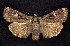  (Abagrotis glenni - CNCNoctuoidea7503)  @14 [ ] Unspecified (default): All Rights Reserved  Unspecified Unspecified