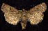  (Abagrotis magnicupida - CNCNoctuoidea7559)  @14 [ ] Unspecified (default): All Rights Reserved  Unspecified Unspecified