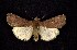  (Euxoa mimallonis - CNCNoctuoidea7646)  @14 [ ] Unspecified (default): All Rights Reserved  Unspecified Unspecified