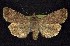  (Euxoa scotogrammoides - CNCNoctuoidea7833)  @14 [ ] Unspecified (default): All Rights Reserved  Unspecified Unspecified